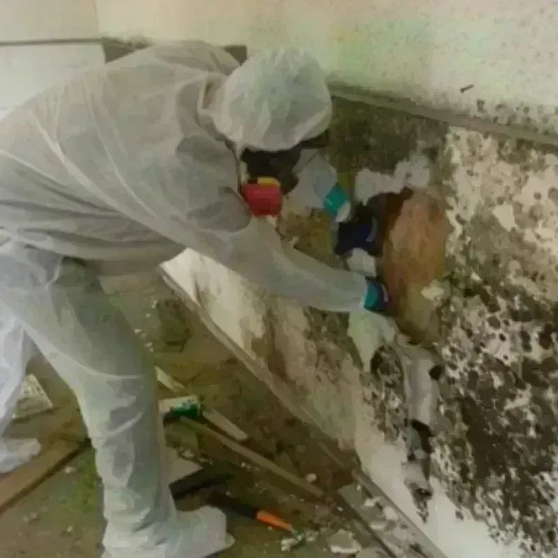 Mold Remediation and Removal in Fannin County, GA